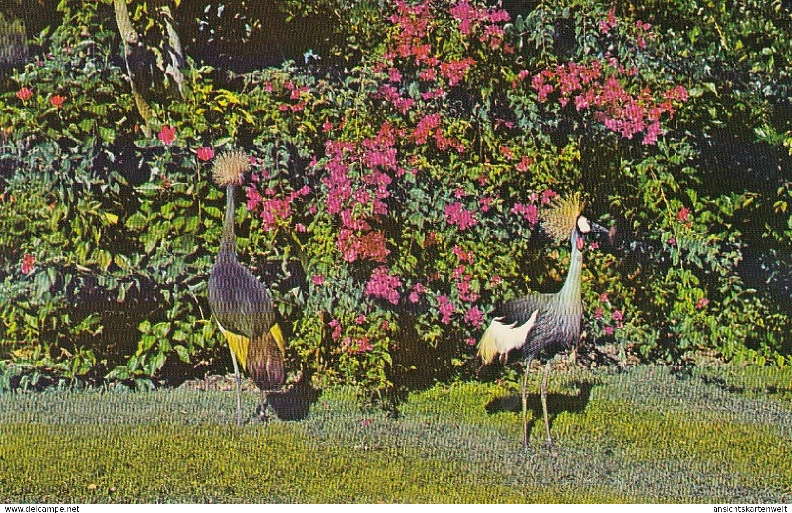 Sarasota Florida Golden crested Cranes from Africa ngl #D2847