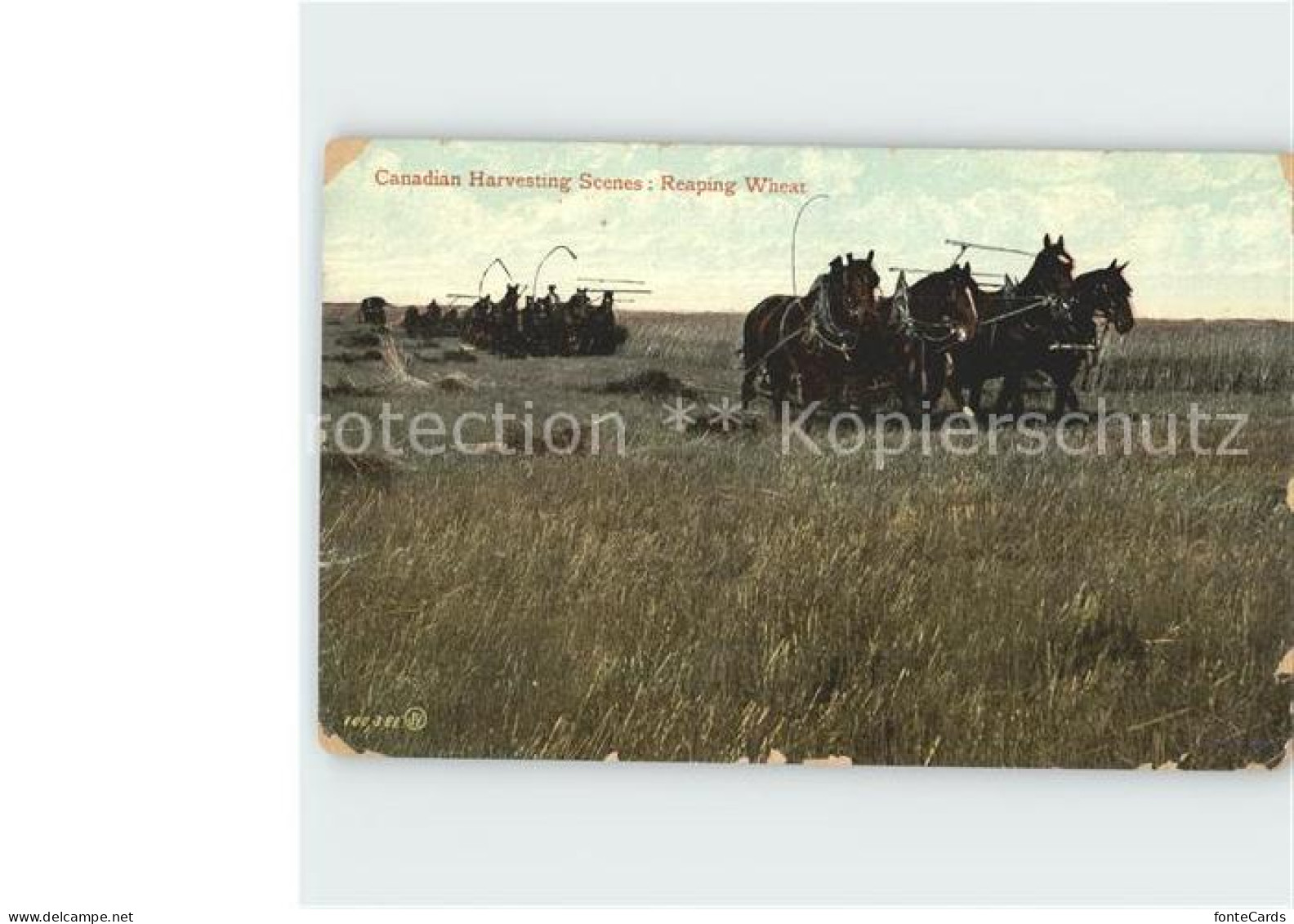 Saskatoon Pferdekutschen