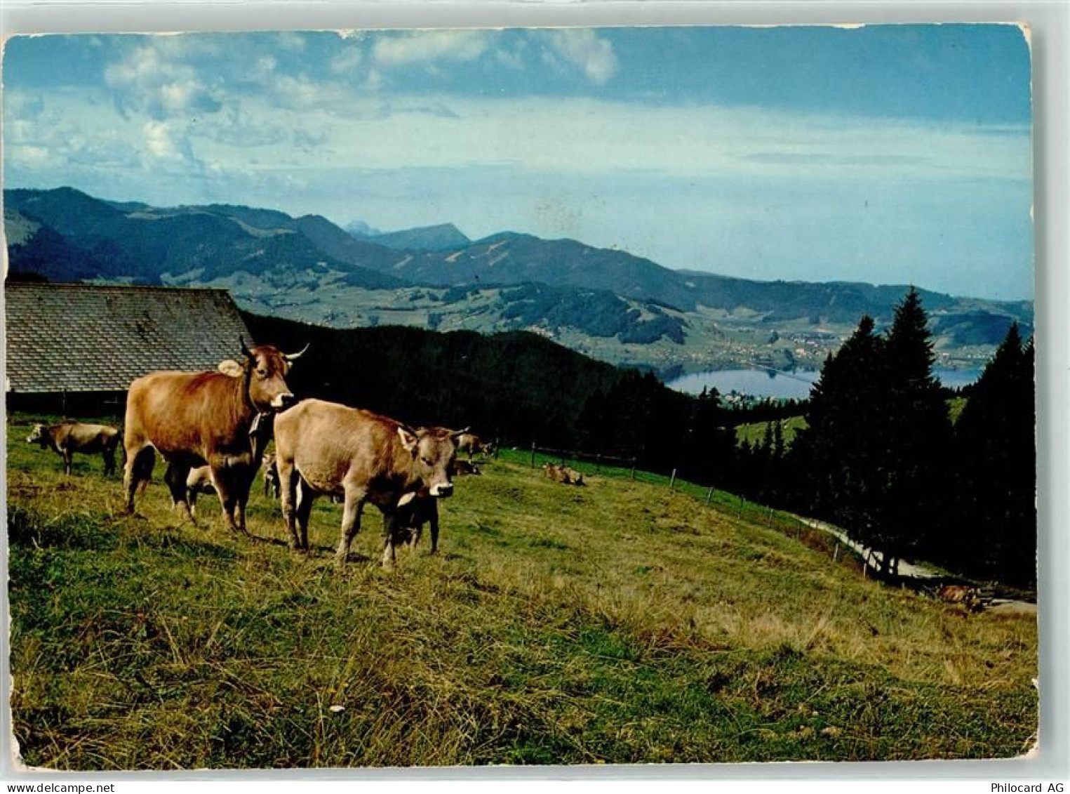 Sattelegg - Sihlsee Pilatus Rigi Kuhherde - 39410028