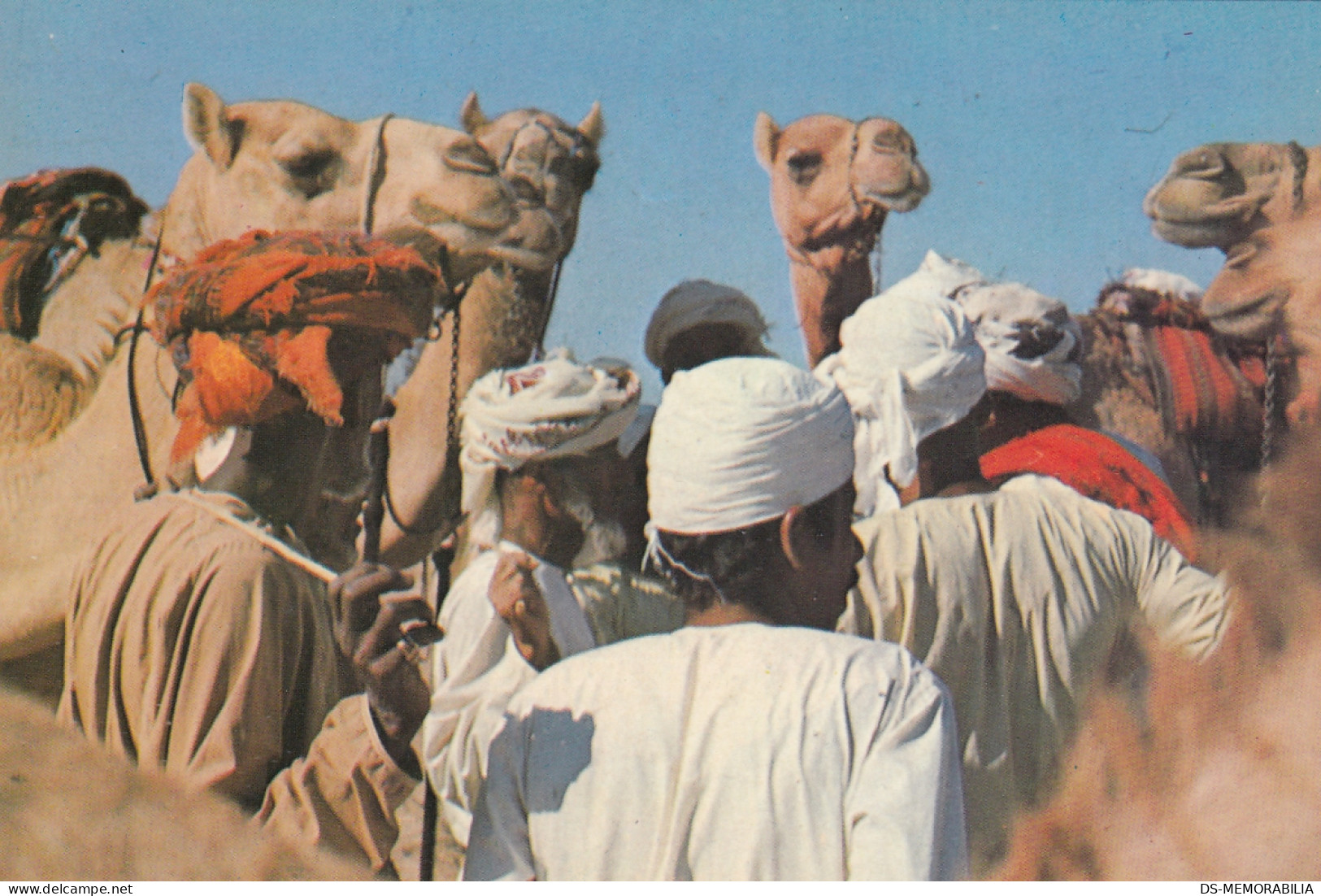 Saudi Arabia - Camel Market