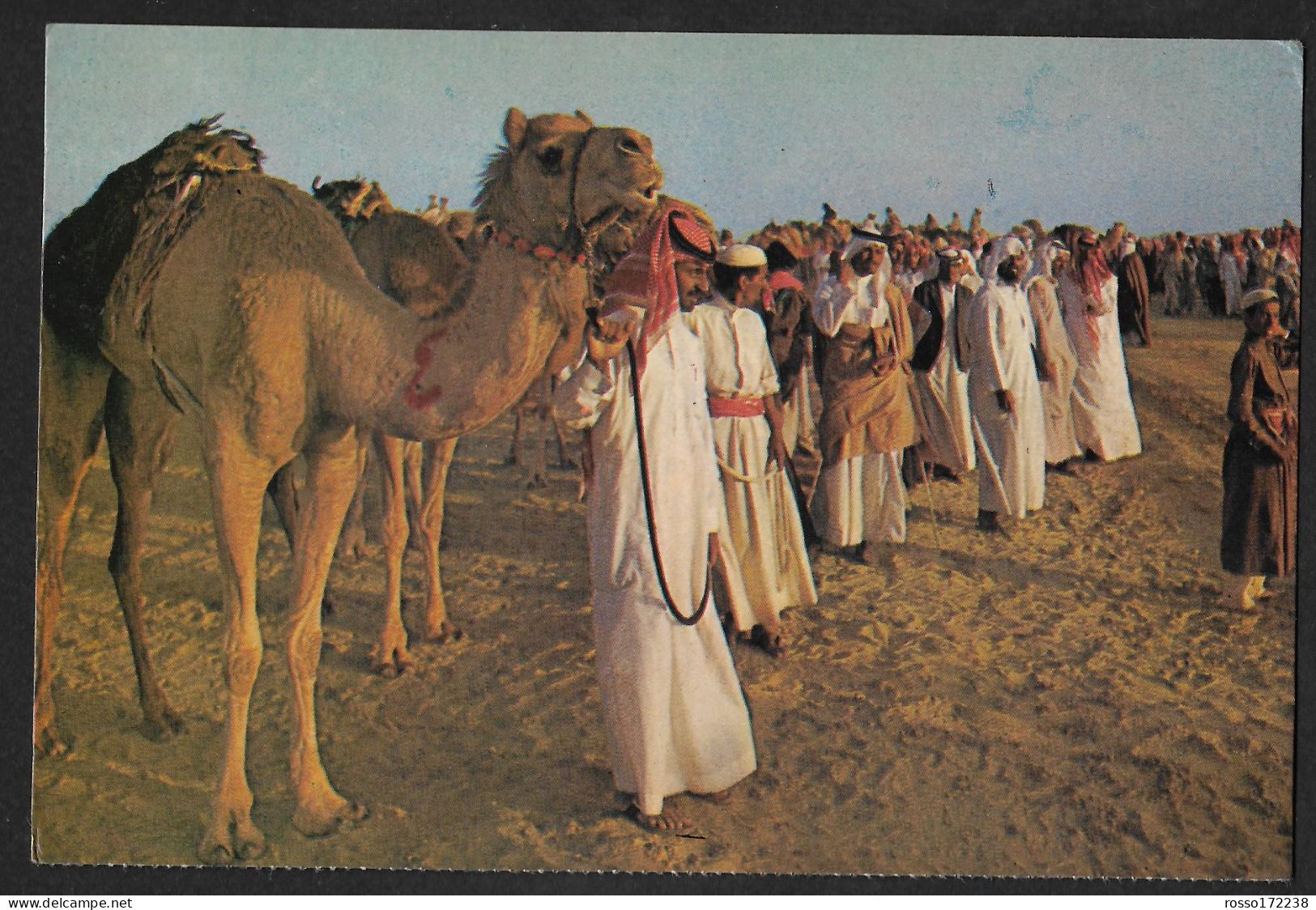 Saudi Arabia getting ready for the camel race postcard used 1981