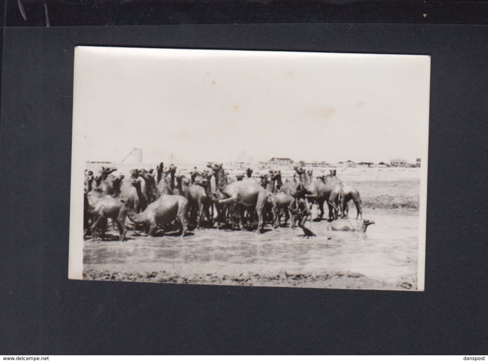 Saudi Arabia Original Photo Camels bathing in Crude Oil Jeddah (?) 1950s