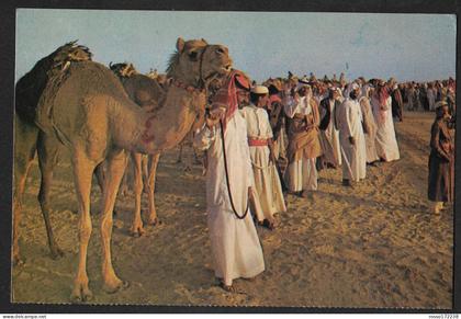 Saudi Arabia getting ready for the camel race postcard used 1981
