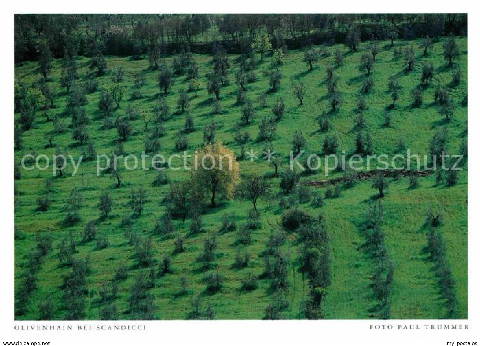 Scandicci Florenz Fliegeraufnahme Olivienhain