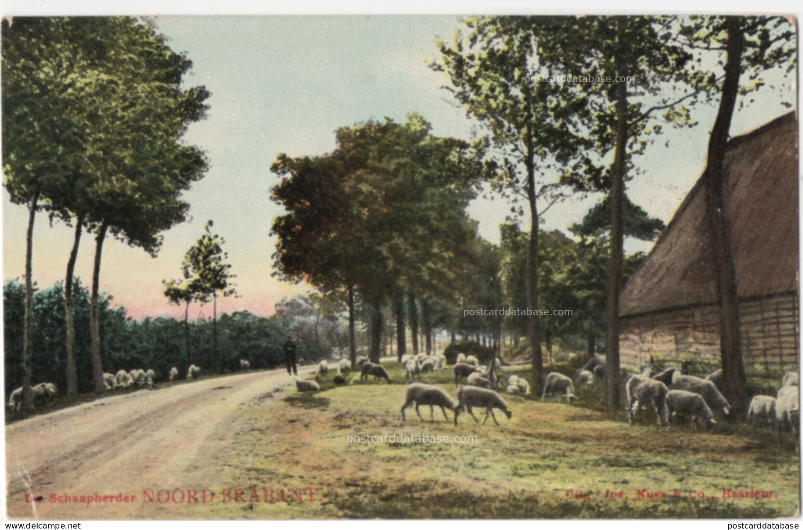 Schaapherder Noord-Brabant