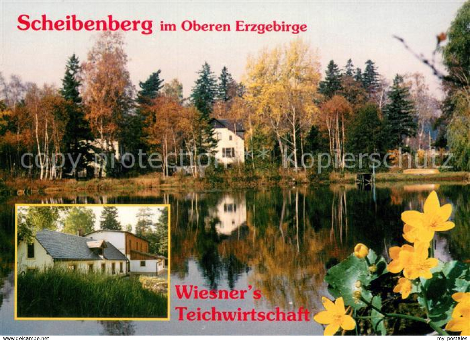 Scheibenberg Wiesners Teichwirtschaft Teichrosen
