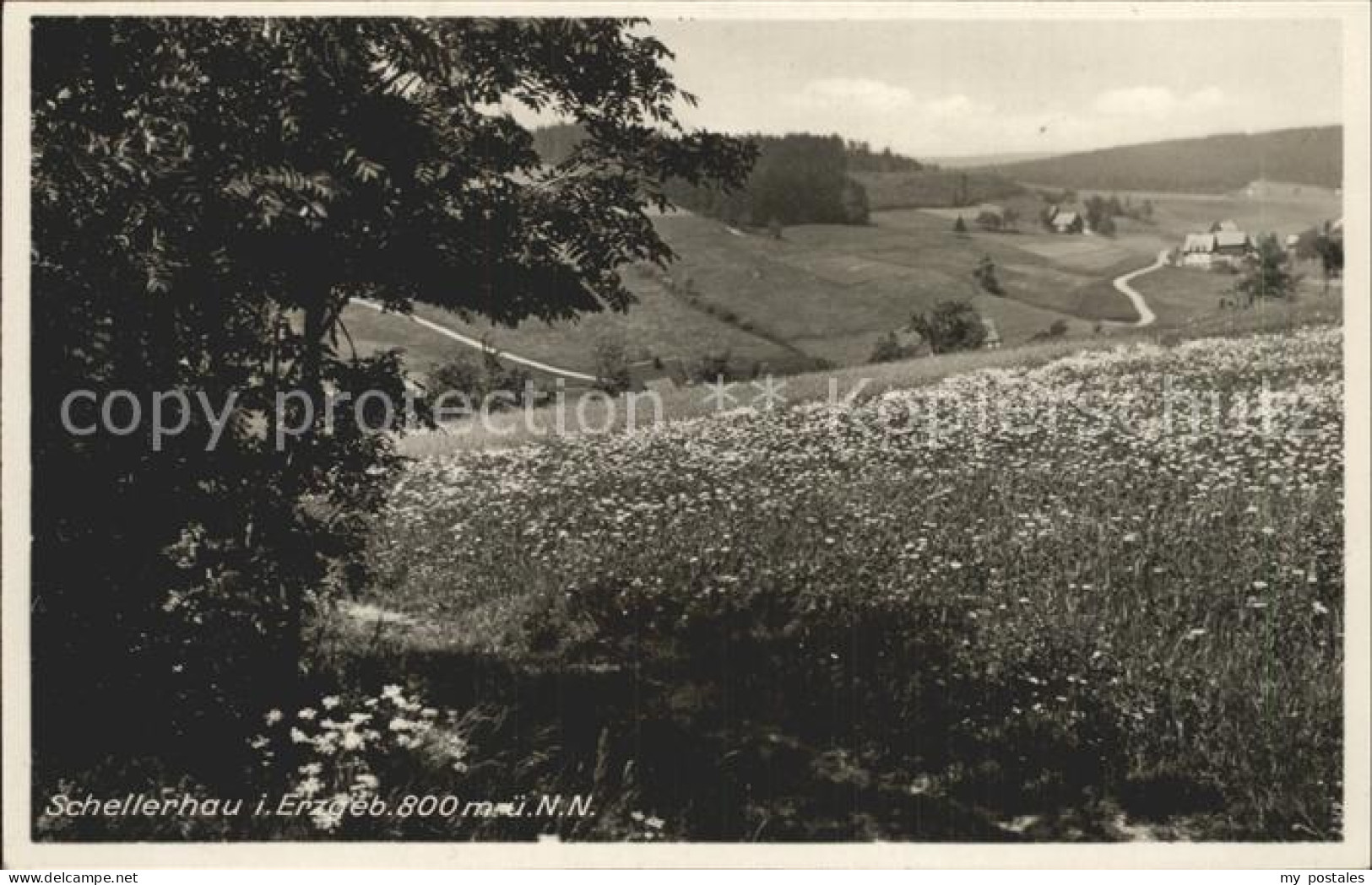 Schellerhau Bluetenwiese