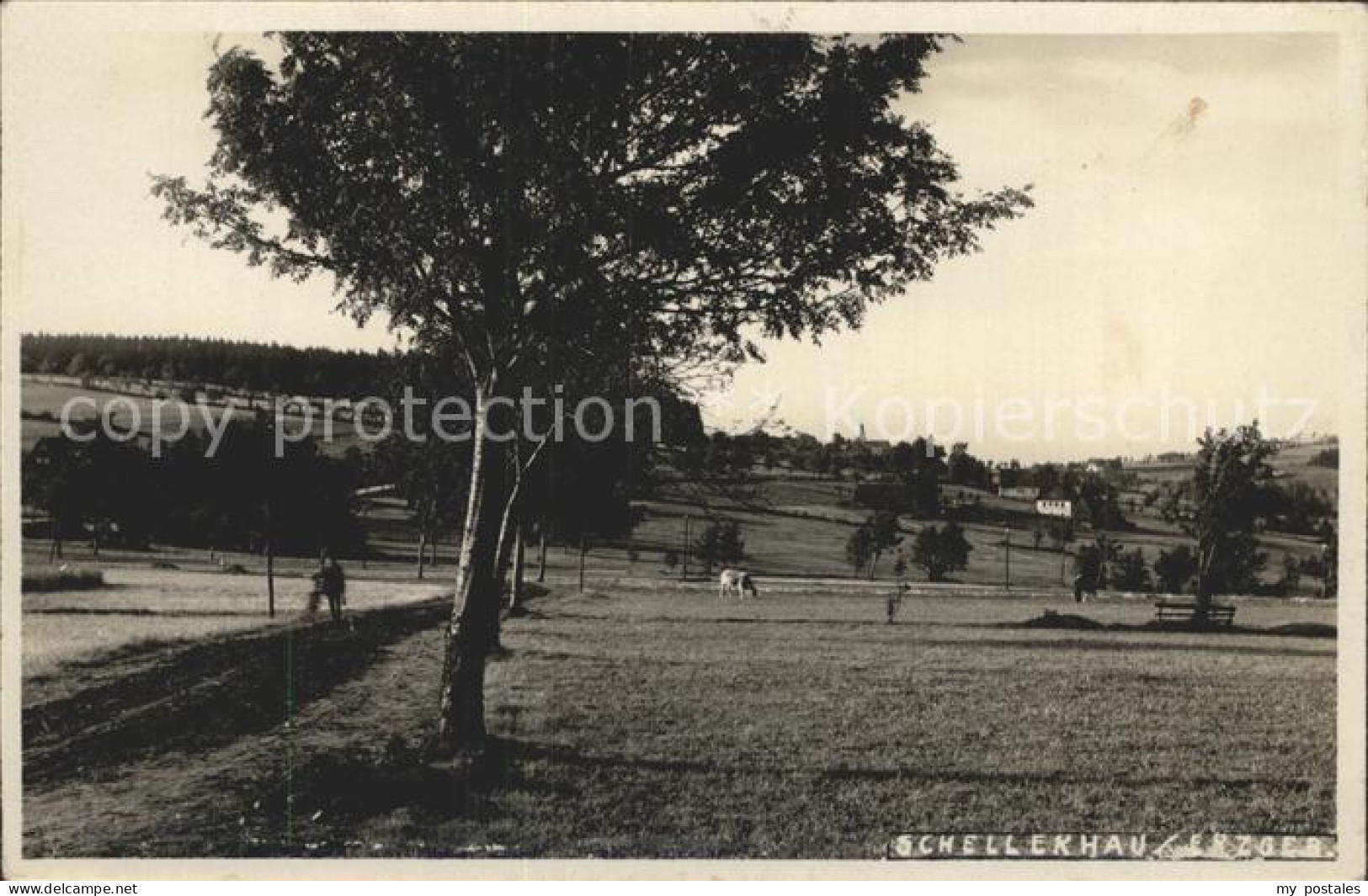 Schellerhau Panorama