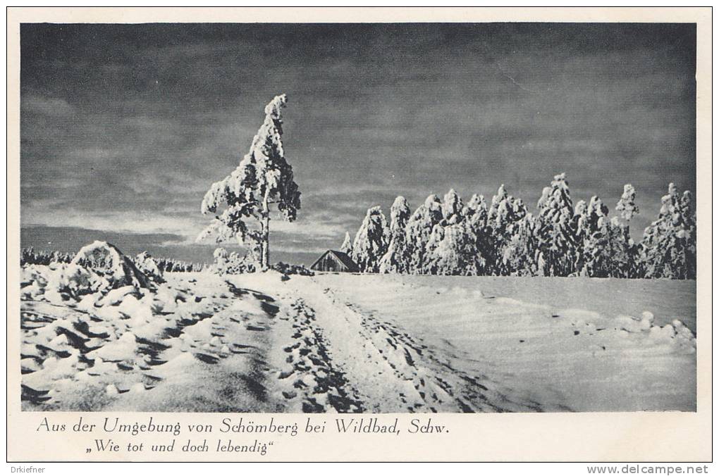 Schömberg, Schwarzw.,  Winterlandschaft, Wie tot und doch lebendig!, um 1930