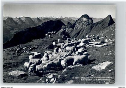 Saentis AR Saentis Tierwies