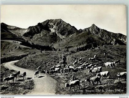 3132 Riggisberg - Bürglen Ochsen Kuhherde - 10304053