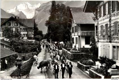 Wilderswil - Alpabzug