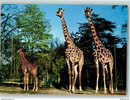 4000 Basel Bâle - Zoologischer Garten Basel Giraffen - 40110162