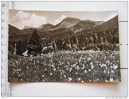Les Paccots -Chatel Saint Denis Chaine de la Dent de Lys  Suisse    1950's   VF  D226146