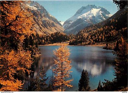 Carte Postale - Suisse - GR Grisons - Lâgh da Cavloc 1907 m - CPM - Carte Neuve - Voir Scans Recto-Verso - Poscard - Car