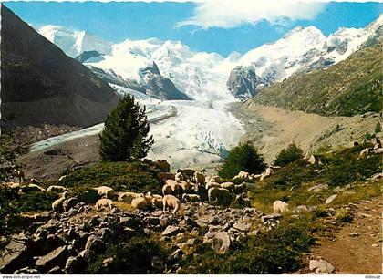 Carte Postale - Suisse - GR Grisons - Morteratschgletscher mit Piz Palu - Bellavista und Piz Bernina - Moutons - CPM - C