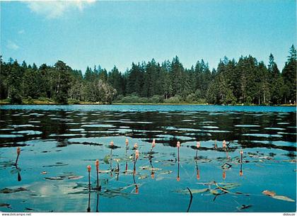 Carte Postale - Suisse - JU Jura - Etang de la Gruère - CPM - Carte Neuve - Voir Scans Recto-Verso - Poscard - Carta Pos