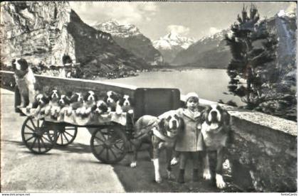 Flueelen UR Flueelen Hund