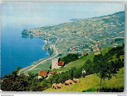 1096 Villette Lavaux - Schafe Hirt Weinbau - 39494155