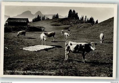 Bretaye - Bauernhof Kühe - 39694436