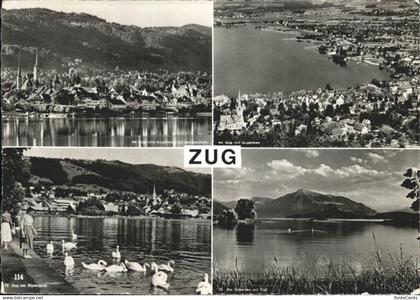 Zug ZG Zugersee Schwan