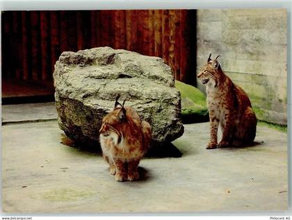 8135 Langnau am Albis - Wildpark Langenberg Luchse - 10392063