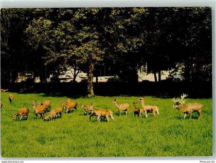 8135 Langnau am Albis - Wildpark Langenberg Rotwild - 10392061