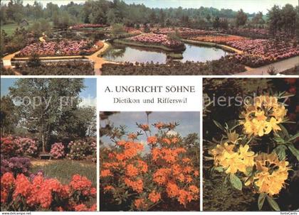 Dietikon Rifferswil Rhododendron Azaleen Erikakulturen Zweigbetrieb