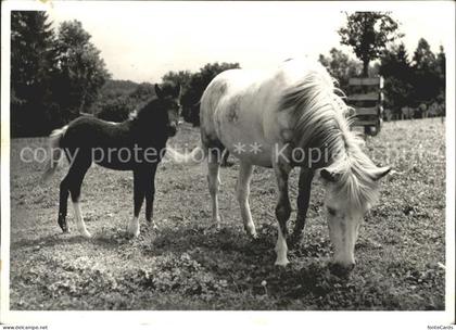 Ellikon Thur Islandponys