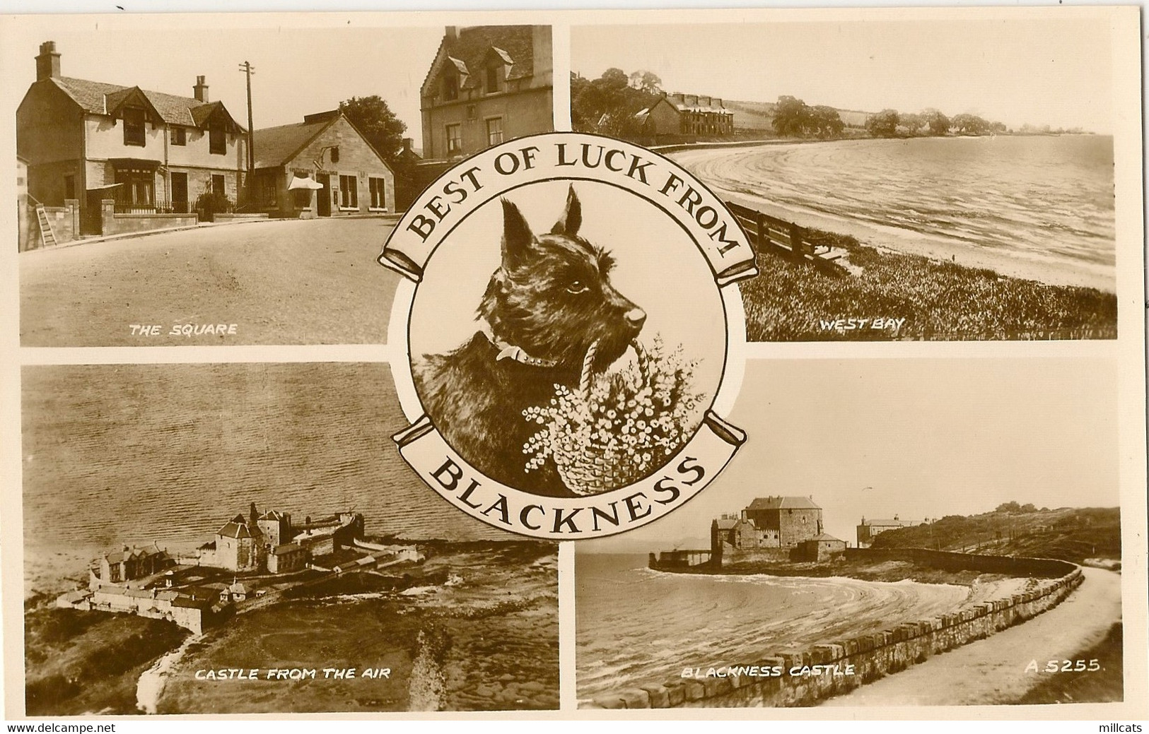 SCOTLAND  WEST LOTHIAN  BLACKNESS RP MULTI VIEW  + SCOTTISH TERRIER SCOTTIE DOG ANIMAL