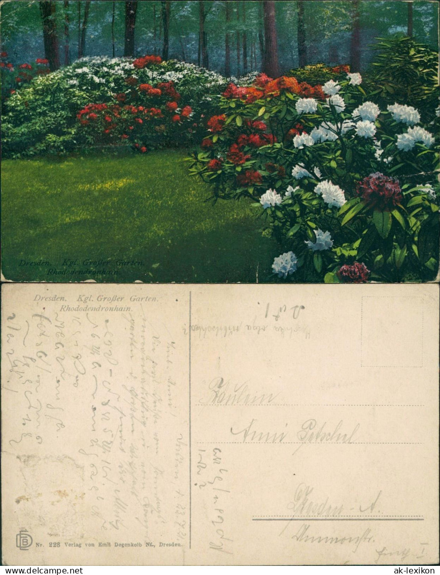 Seevorstadt-Ost/Großer Garten-Dresden Großer Garten. Rhododendronhain 1912