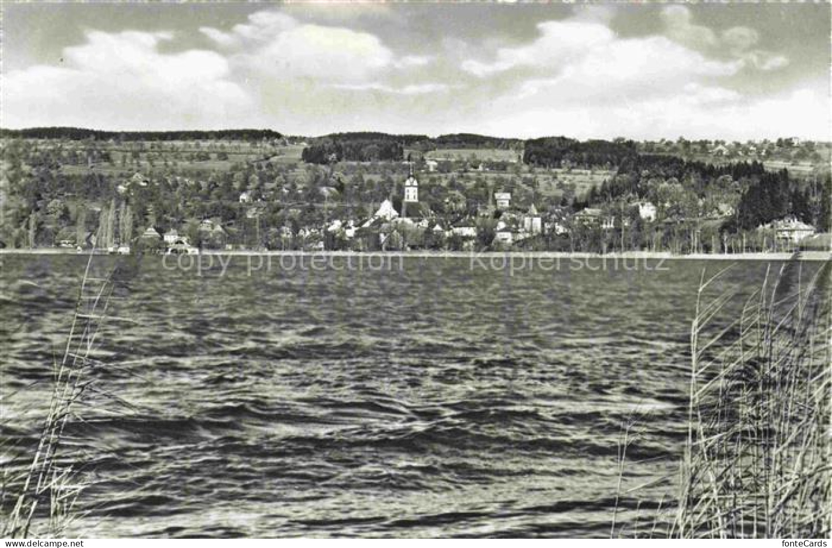 Sempach LU Sempachersee See Dorf Kirche Schilfrohr Wald Huegel