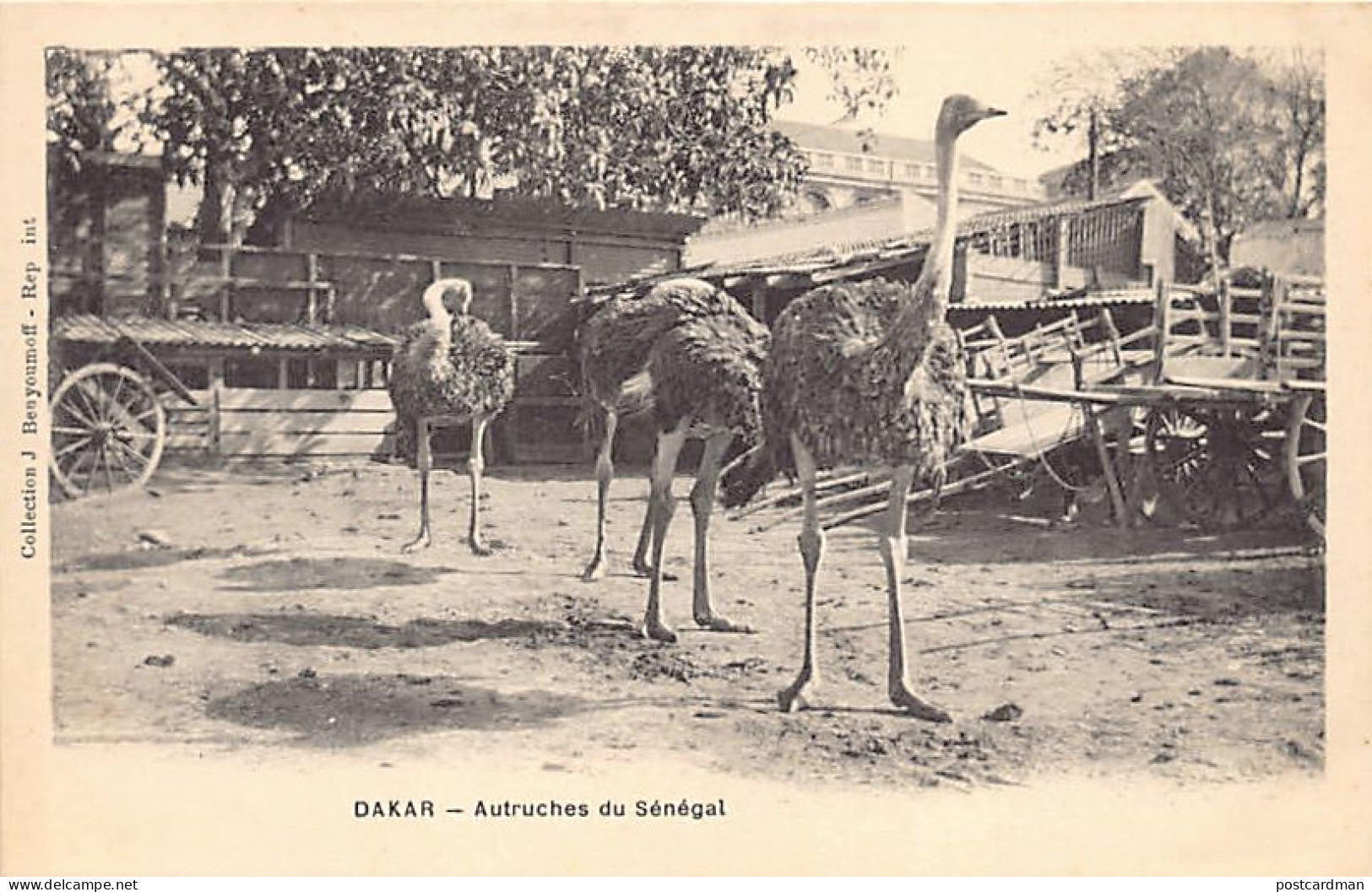 Sénégal - DAKAR - Autruches du Sénégal - Ed. J. Benyoumoff