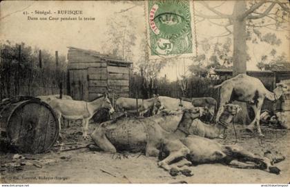 CPA Rufisque Senegal, Szenen aus Kühe und Ställe, historische Stimmung