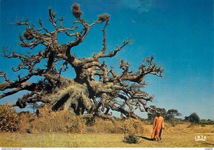 CPM Senegal Baobab