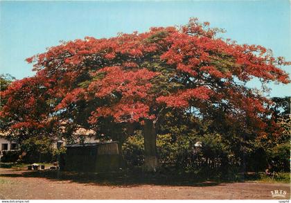 CPM Senegal Flamboyant