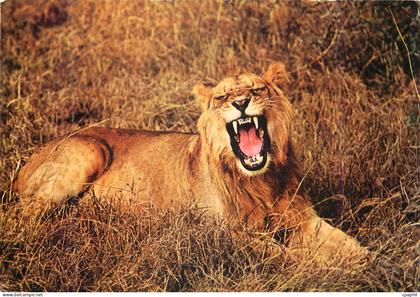 CPM Senegal Lion