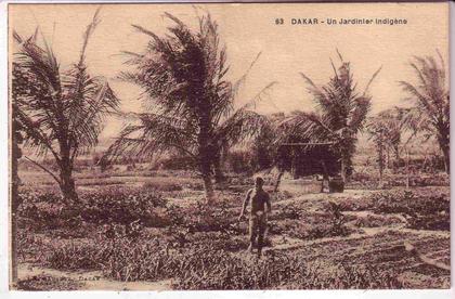 SENEGAL un jardinier indigene