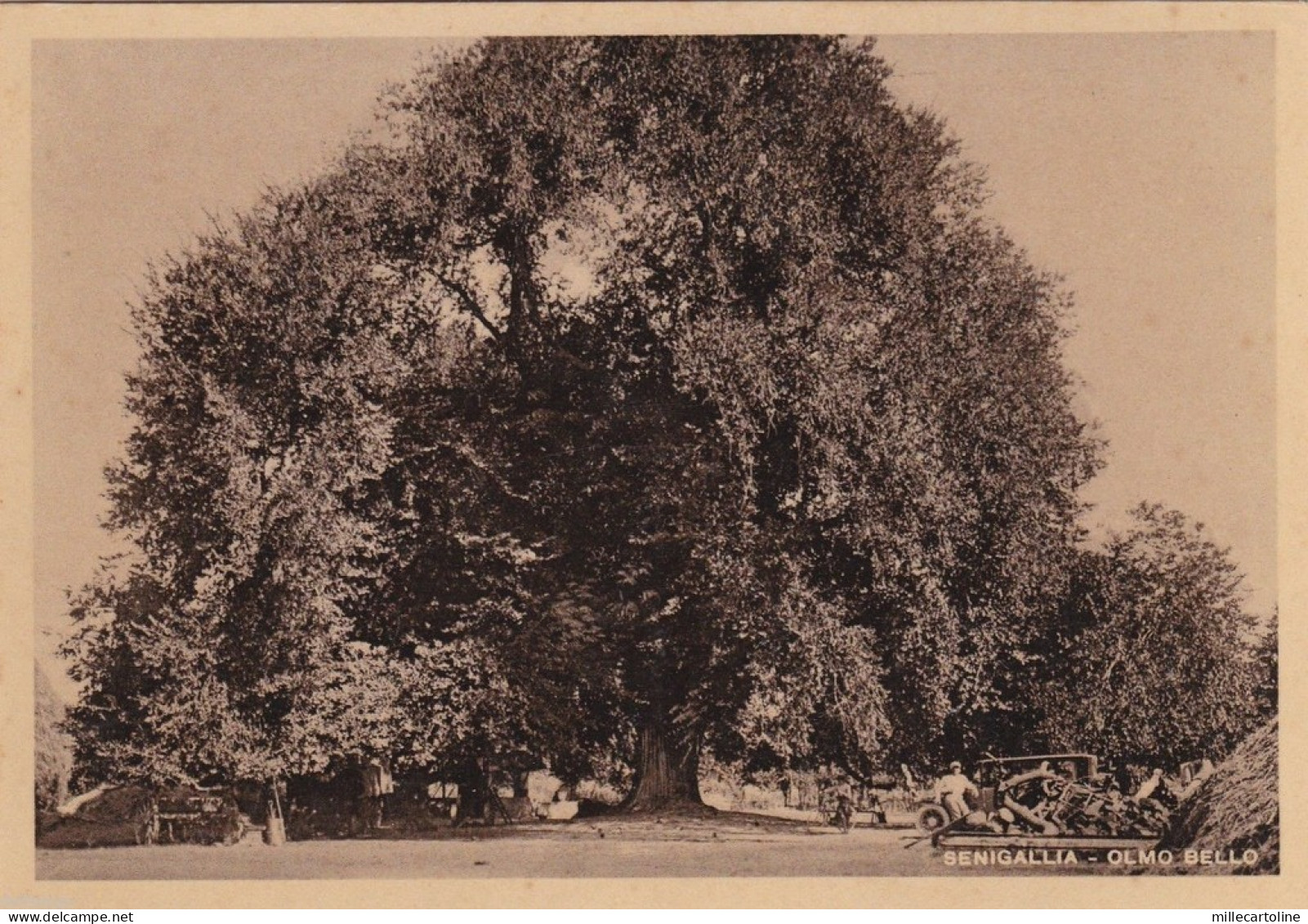 # SENIGALLIA: OLMO BELLO