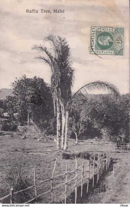 SEYCHELLES(MAHE) ARBRE