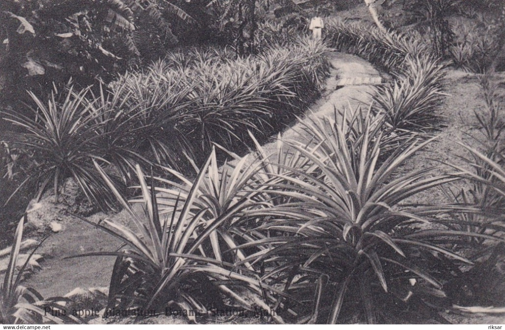SEYCHELLES(ARBRE)