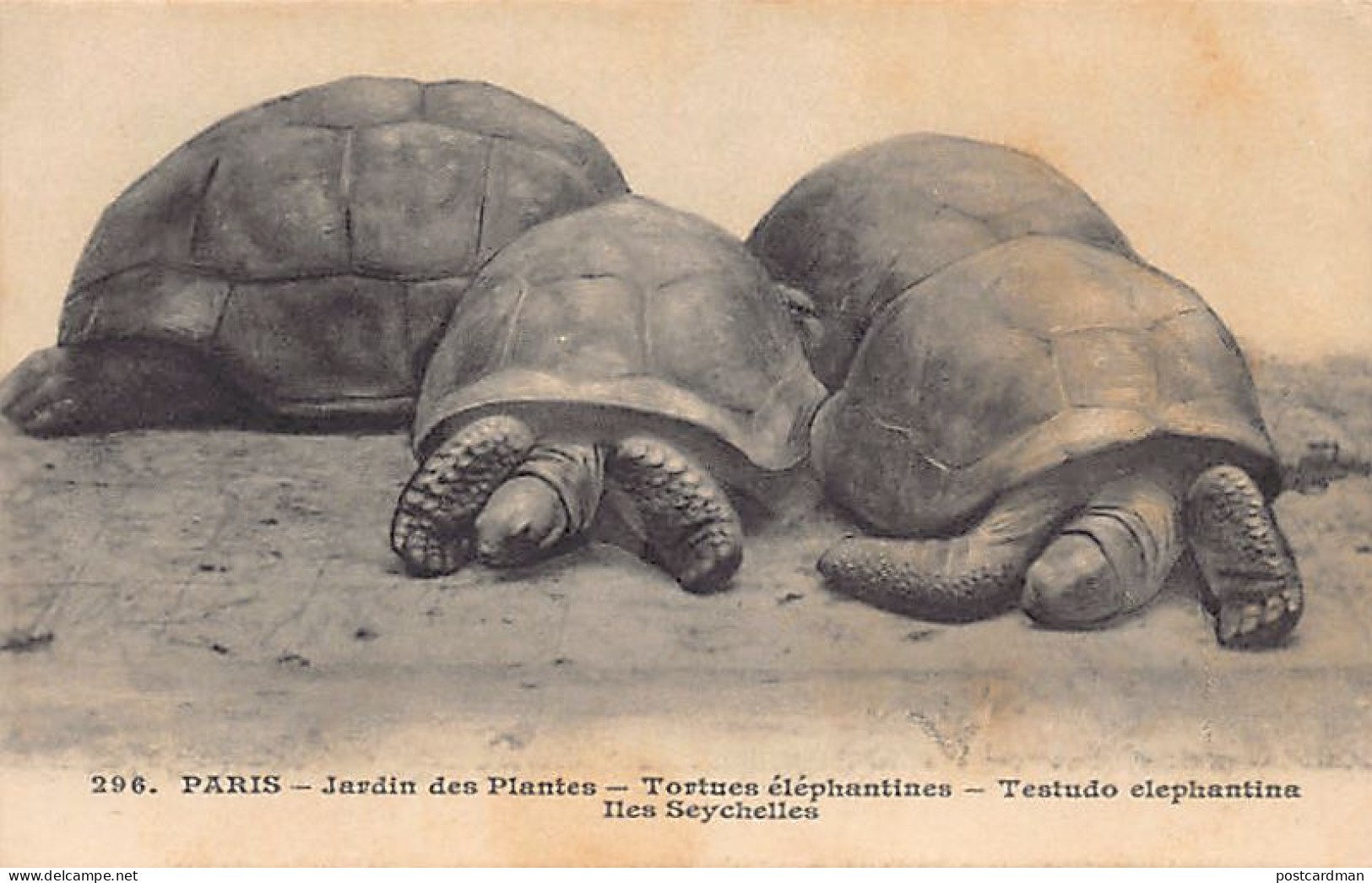 Seychelles - Giant tortoises from the Seychelles Islands at the Jardin des Plantes in Paris (France) - Publ. Photo-Mécan