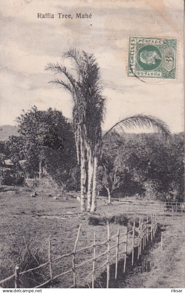 SEYCHELLES(MAHE) ARBRE