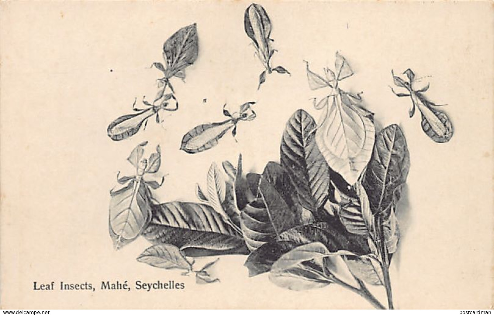 Seychelles - MAHÉ - Leaf insects  - Publ. S.S. Ohashi
