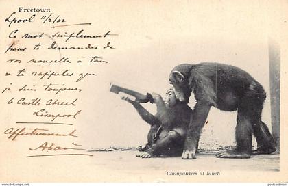 Sierra Leone - Chimpanzees at lunch - Publ. unknown