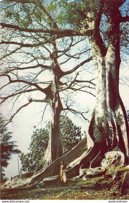 SIERRA LEONE - Cotton Trees - Publ. C.M.S. Bookshop