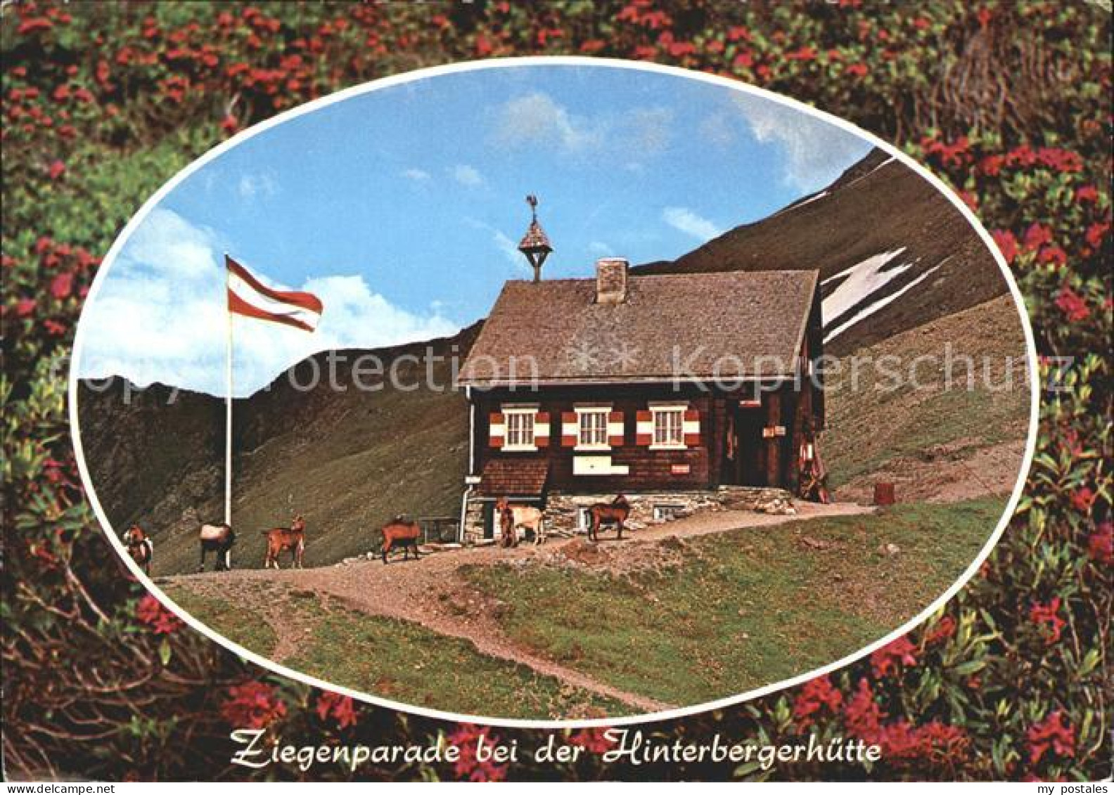 Sillian Tirol Ziegenparade bei der Hinterbergerhuette