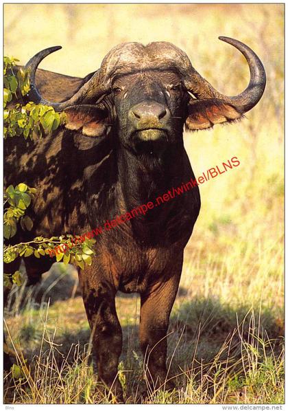 African Buffalo - Zimbabwe