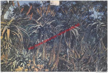 Aloes - Zimbabwe