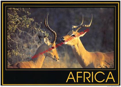 Impala rams - Zimbabwe